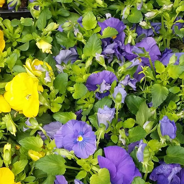 2010557181796883340